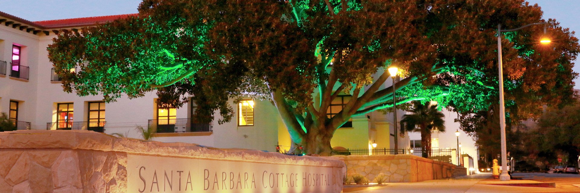 Santa Barbara Cottage Hospital Morton Bay Fig Tree lit up in green light