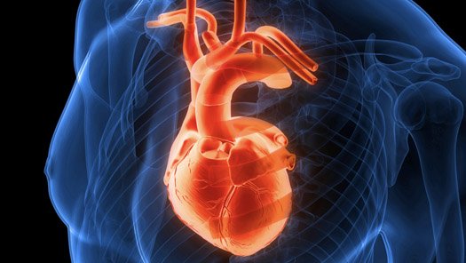 Illustration of a heart scan