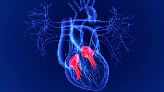 Illustration of a heart scan