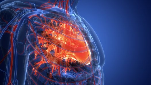 Illustration of Human Circulatory System Heart Anatomy