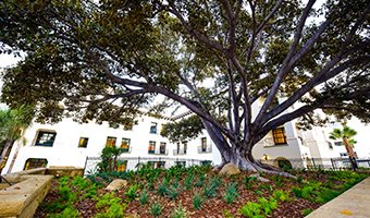 Fig tree in front of Santa Barbara Cottage Hospital