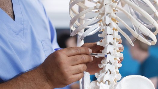 Provider examining a model of a skelatal spine