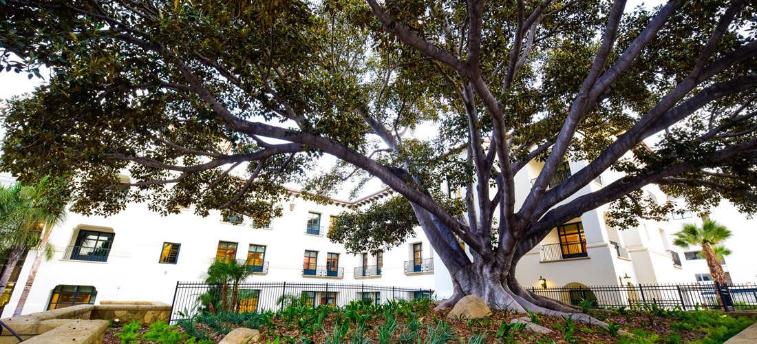 Morton Bay Fig Tree in front of Cottage Children's Medical Center