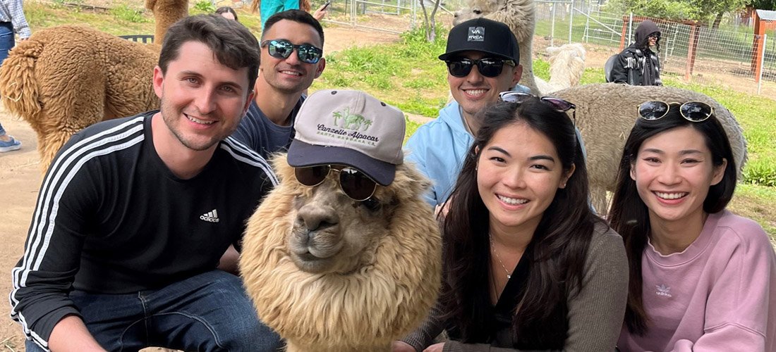 Residents at an alpaca farm