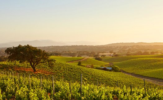 Sunrising over a vineyard in the Santa Ynez Valley